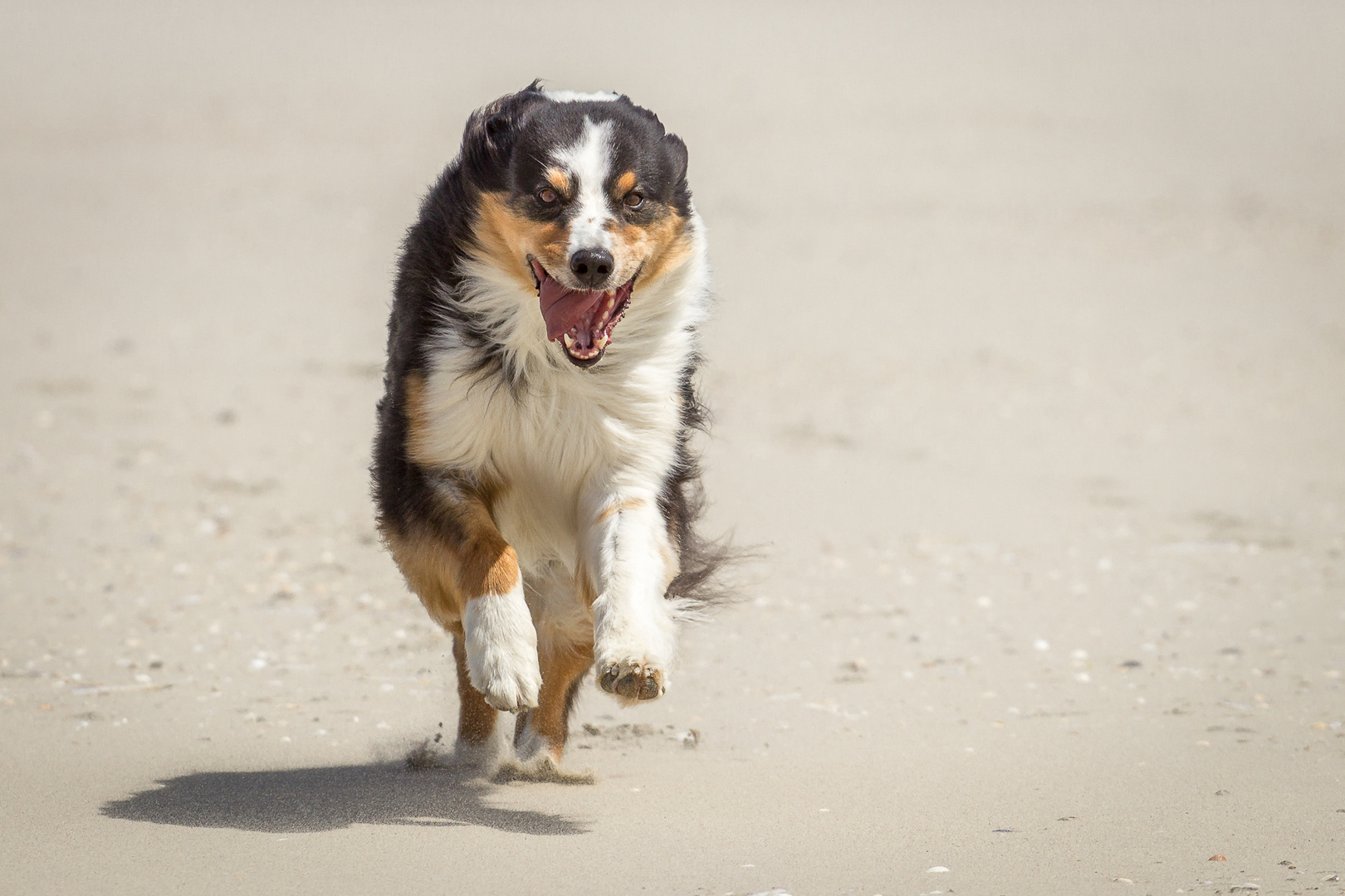 Aussie am Strand