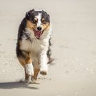 Aussie am Strand