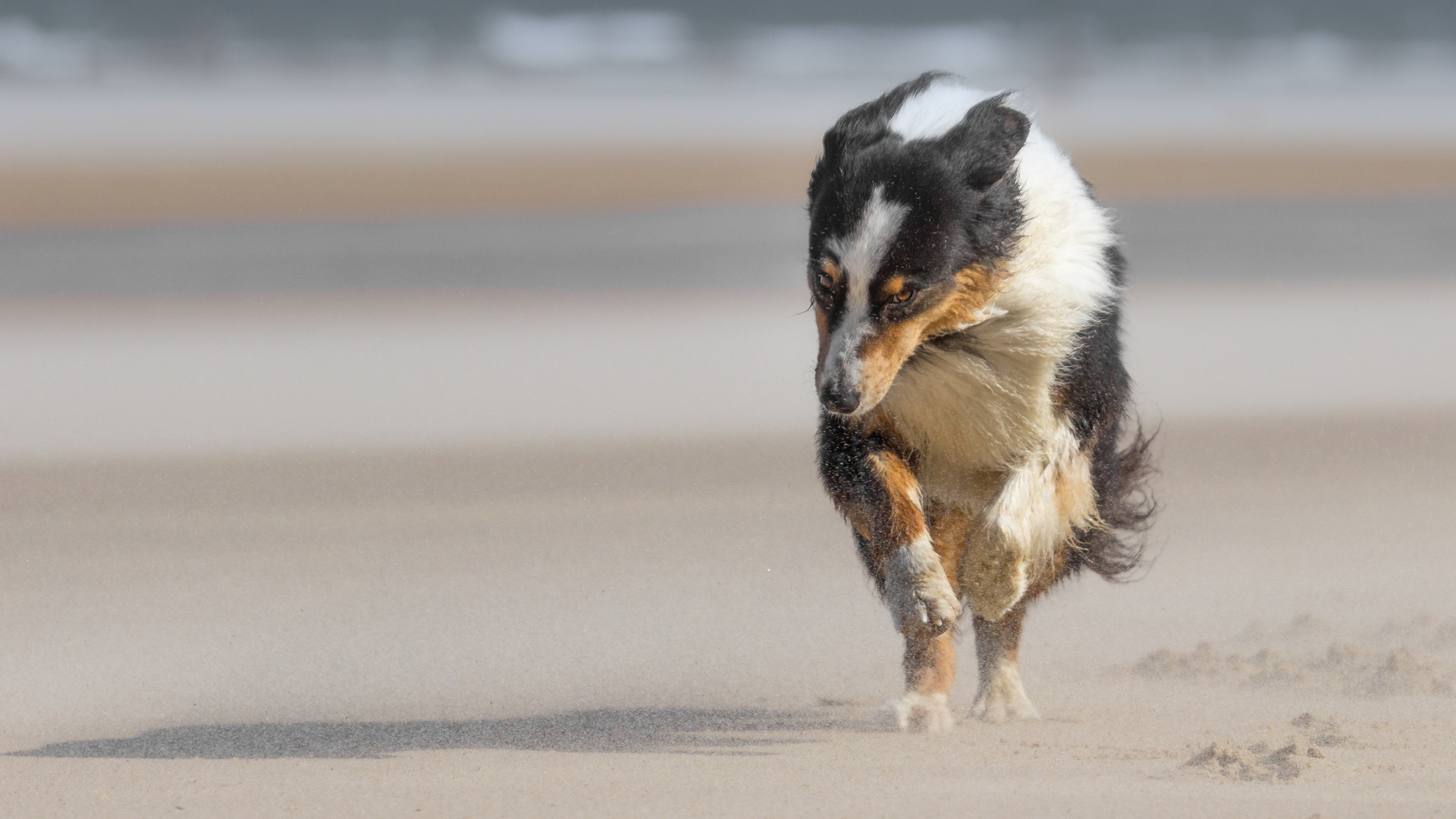 Aussie am Strand II