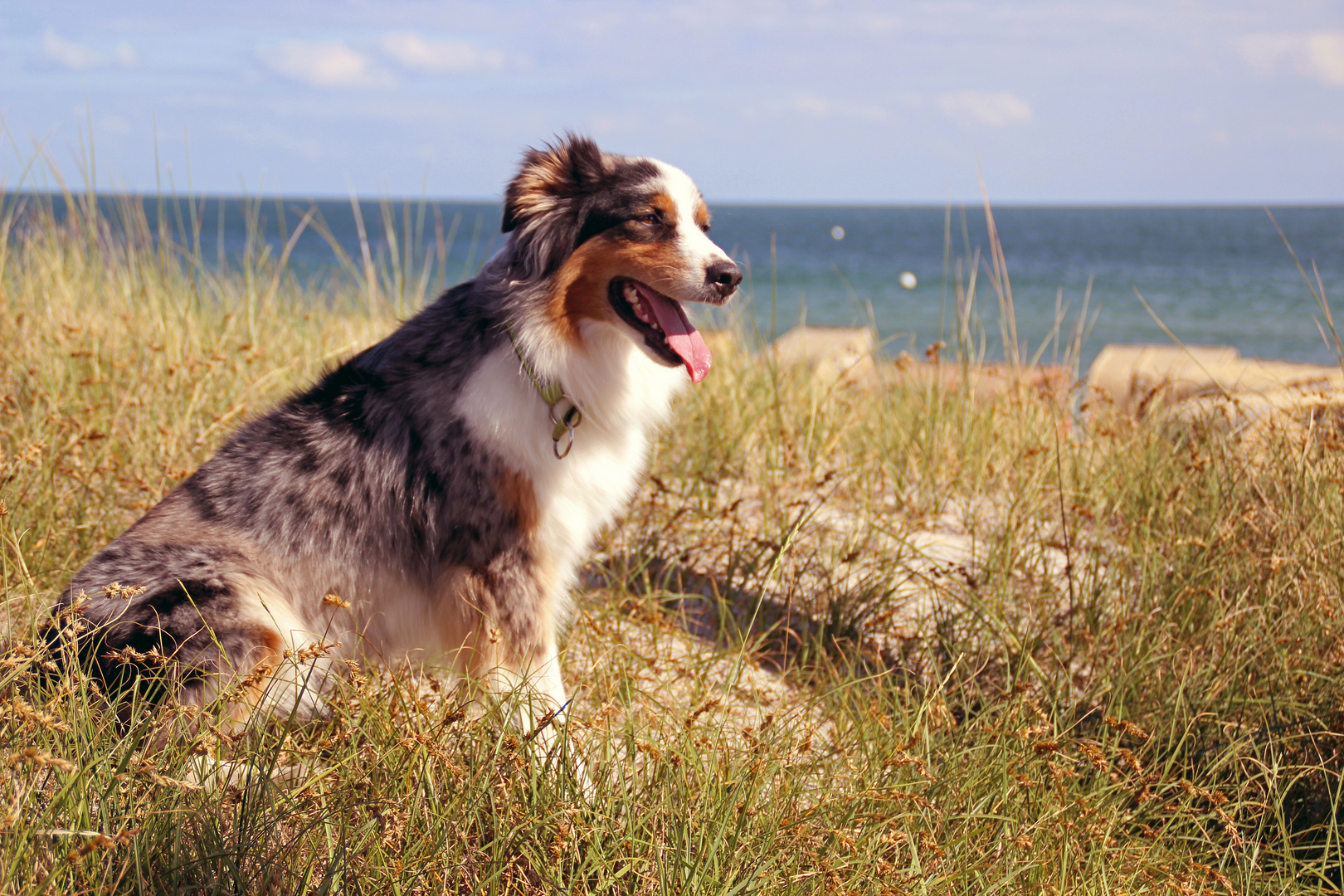 Aussie an der Ostsee 2