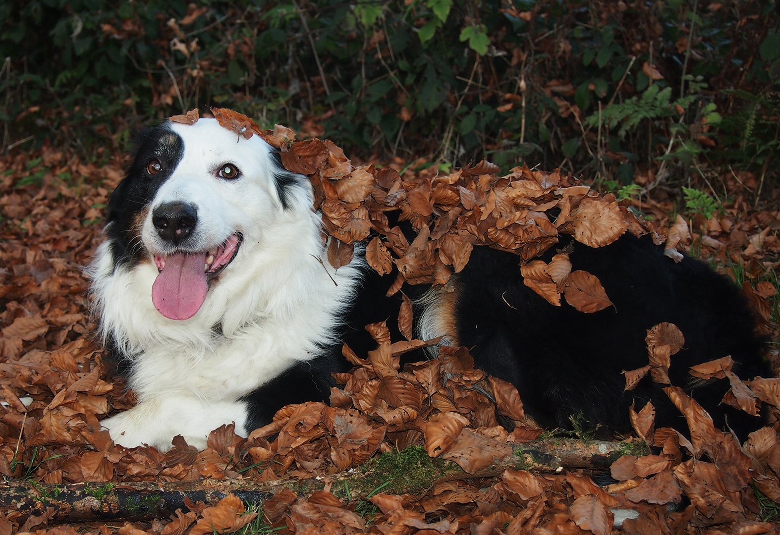 Aussie beim Herbstspaziergang..