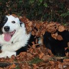 Aussie beim Herbstspaziergang..