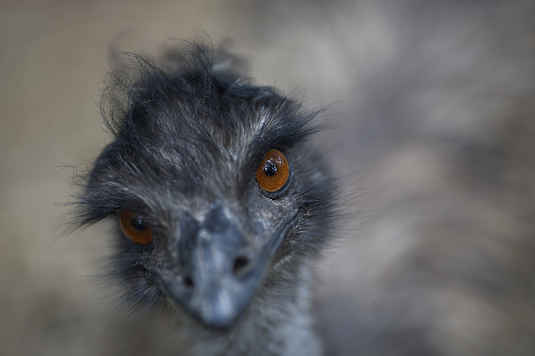 Aussie Emu ;)