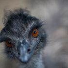 Aussie Emu ;)