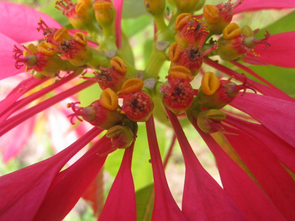 Aussie flower