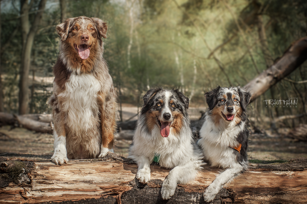 Aussie-Gang - Boomer, Oakley, Yin