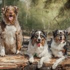 Aussie-Gang - Boomer, Oakley, Yin