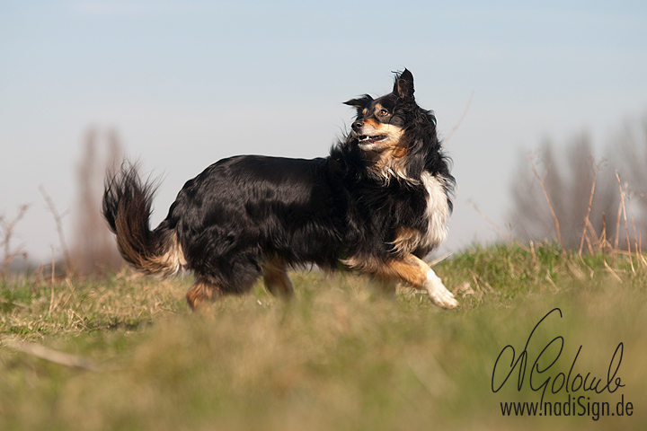 Aussie-Hündin Sandy