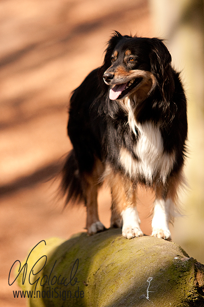 Aussie-Hündin Sandy - Walking on Sunshine