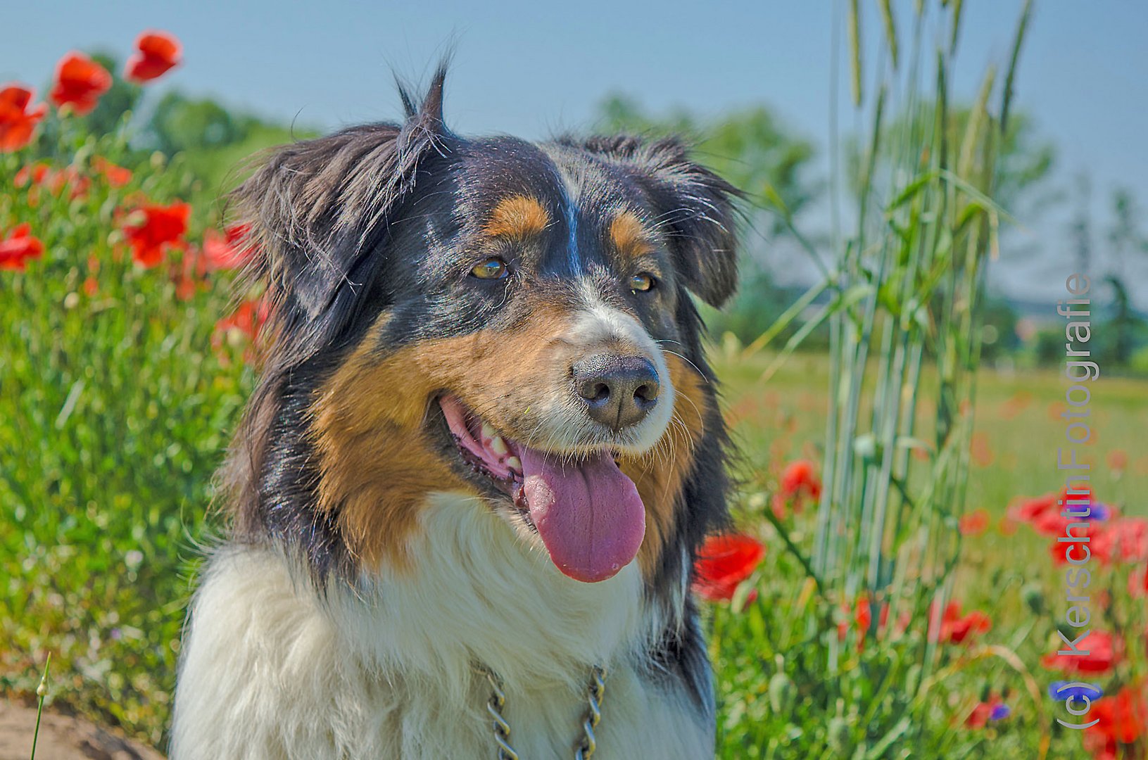 Aussie im Mohnblumenfeld