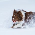 Aussie im Schnee