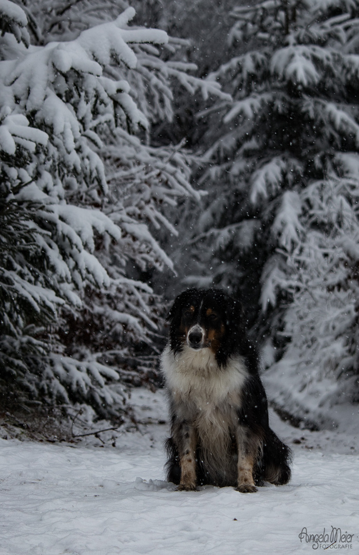 Aussie im Schnee