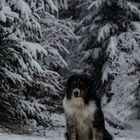 Aussie im Schnee