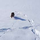 Aussie im Schnee