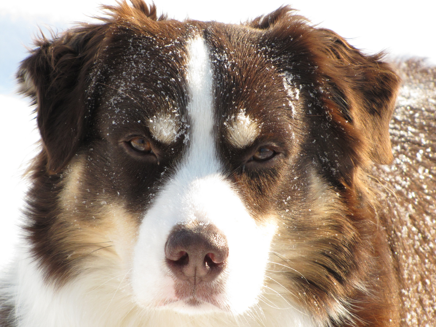 Aussie im Schnee