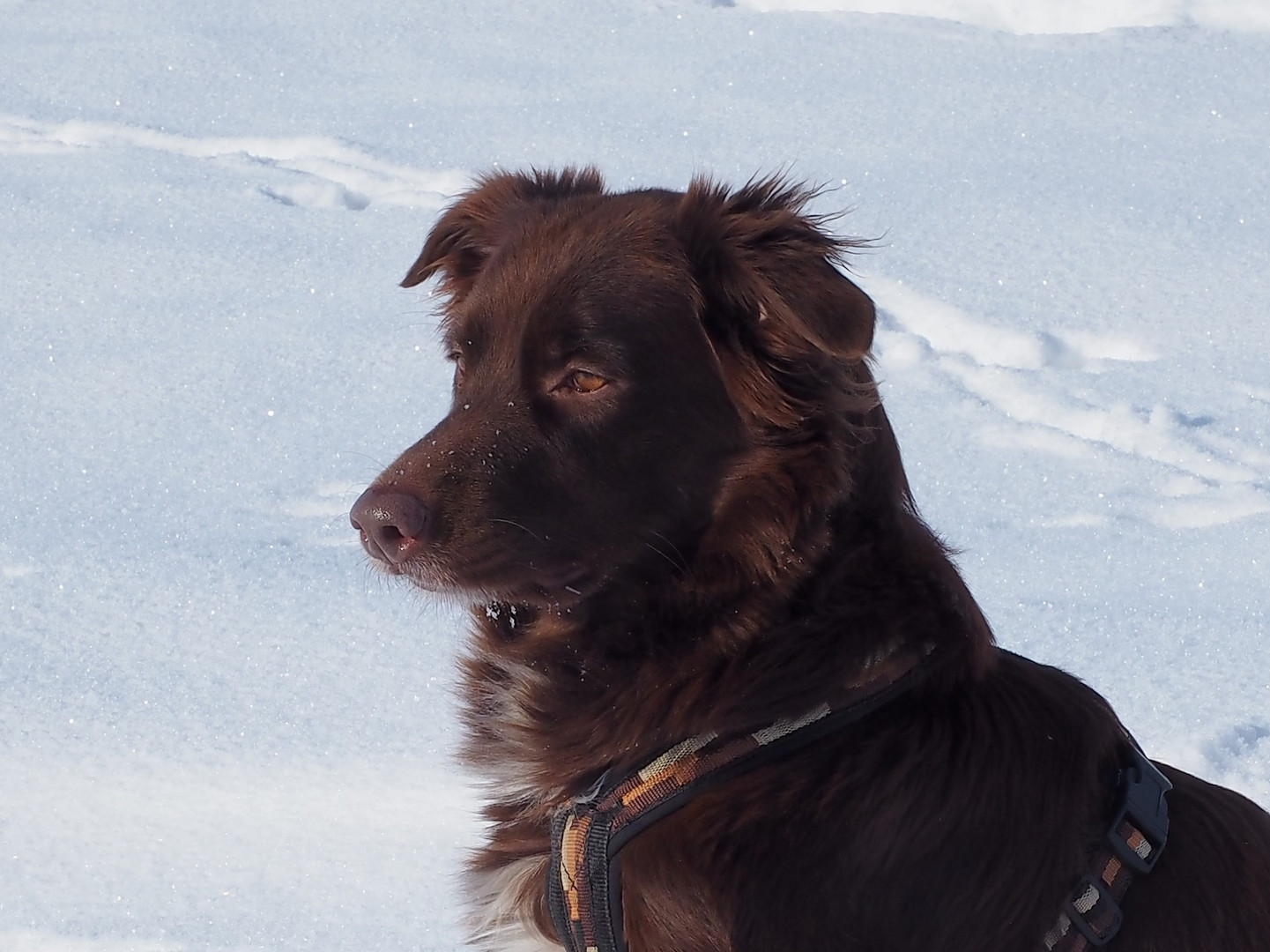 Aussie im Schnee