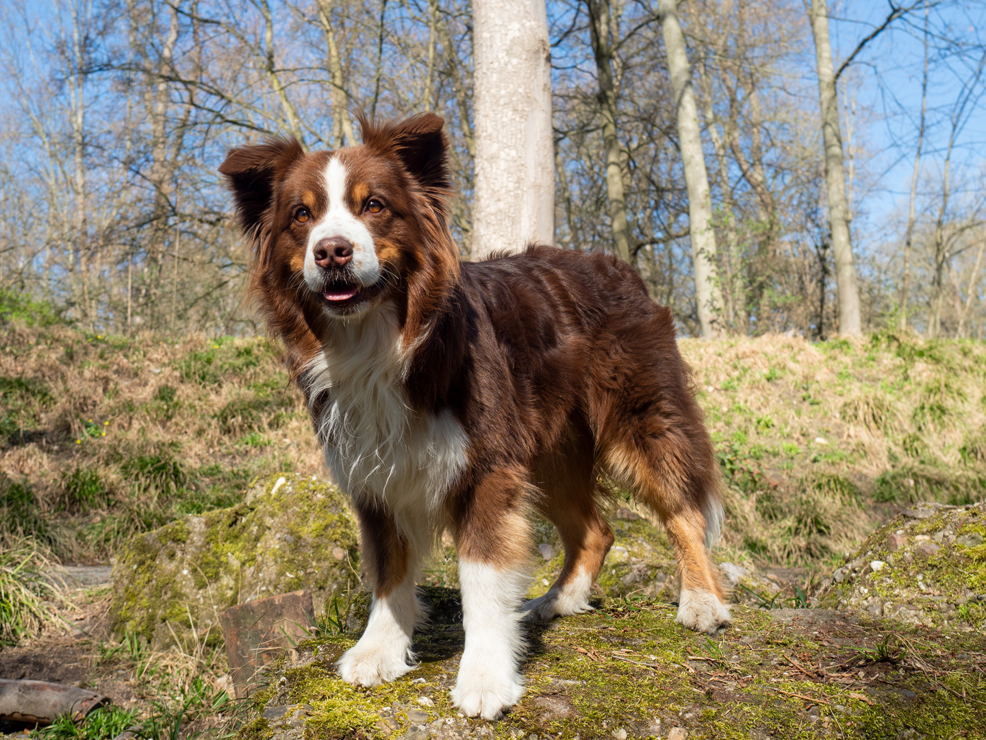 Aussie im Sonnenschein