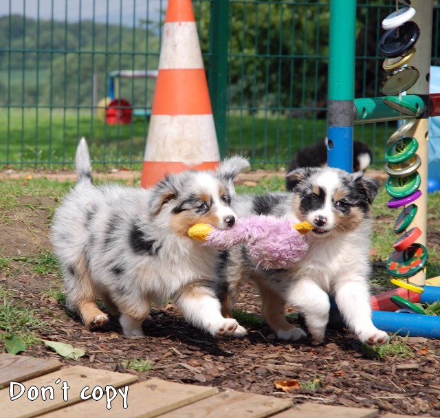 Aussie im Spielfieber :)