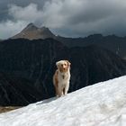 Aussie in den Bergen