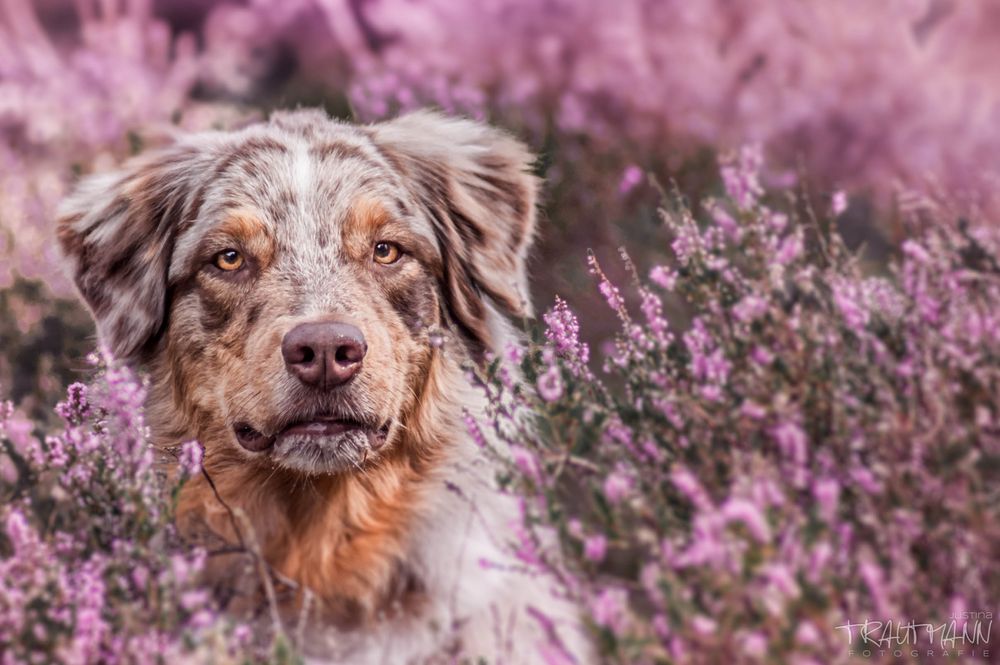 Aussie in der Heide