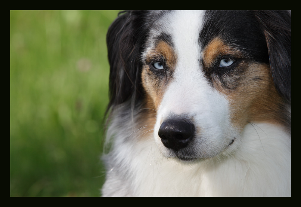 "Aussie-In-sich-gekehrt-Blick"