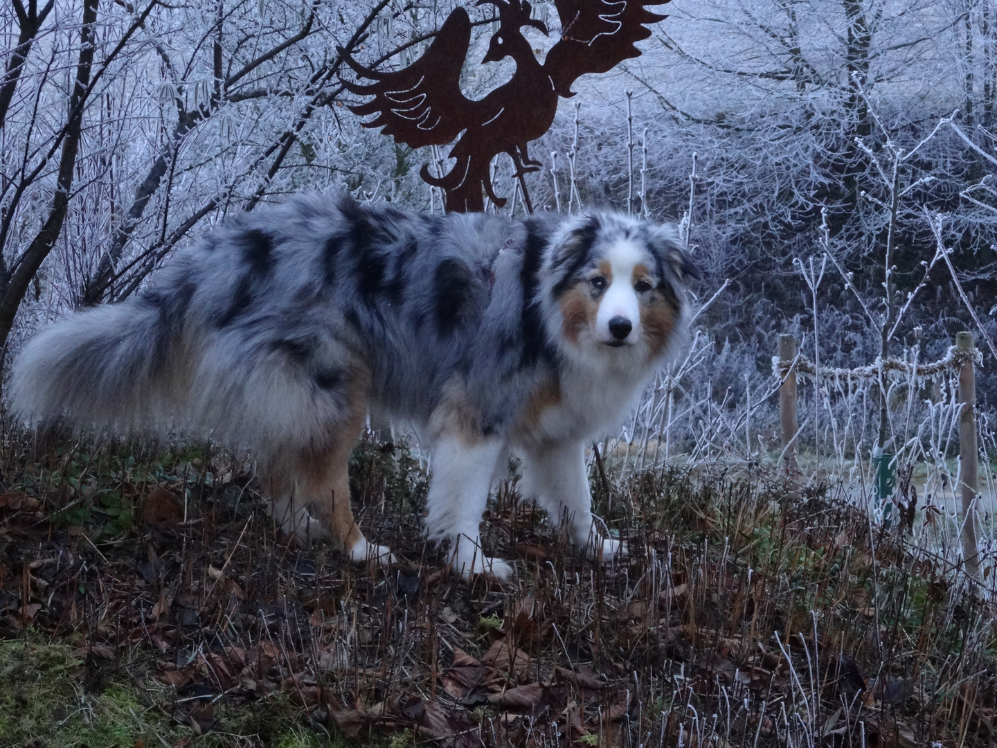 Aussie in Winter Wonderland