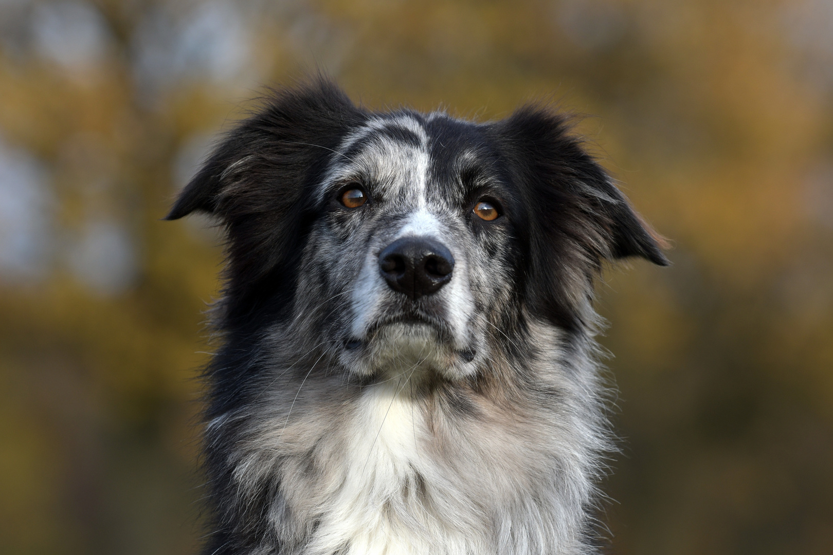 Aussie Portrait