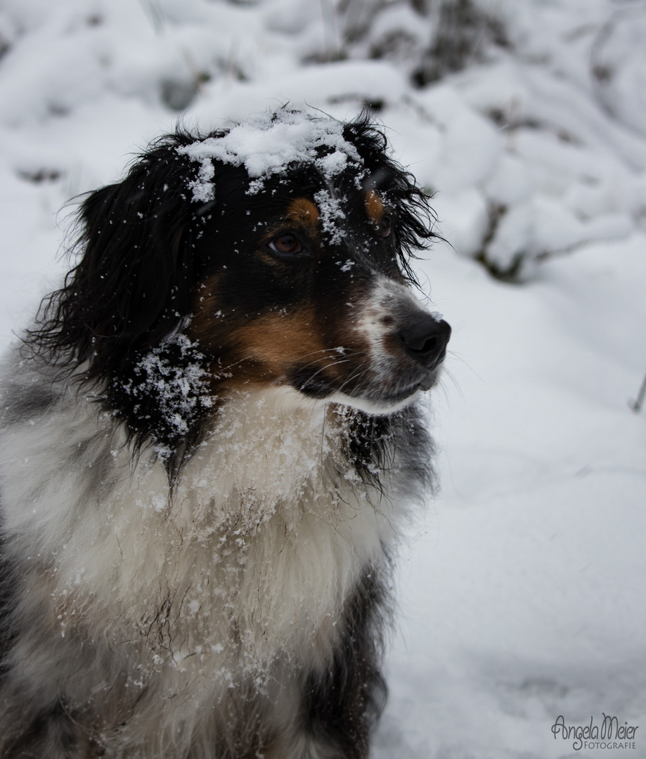 Aussie-Schneegesicht 2