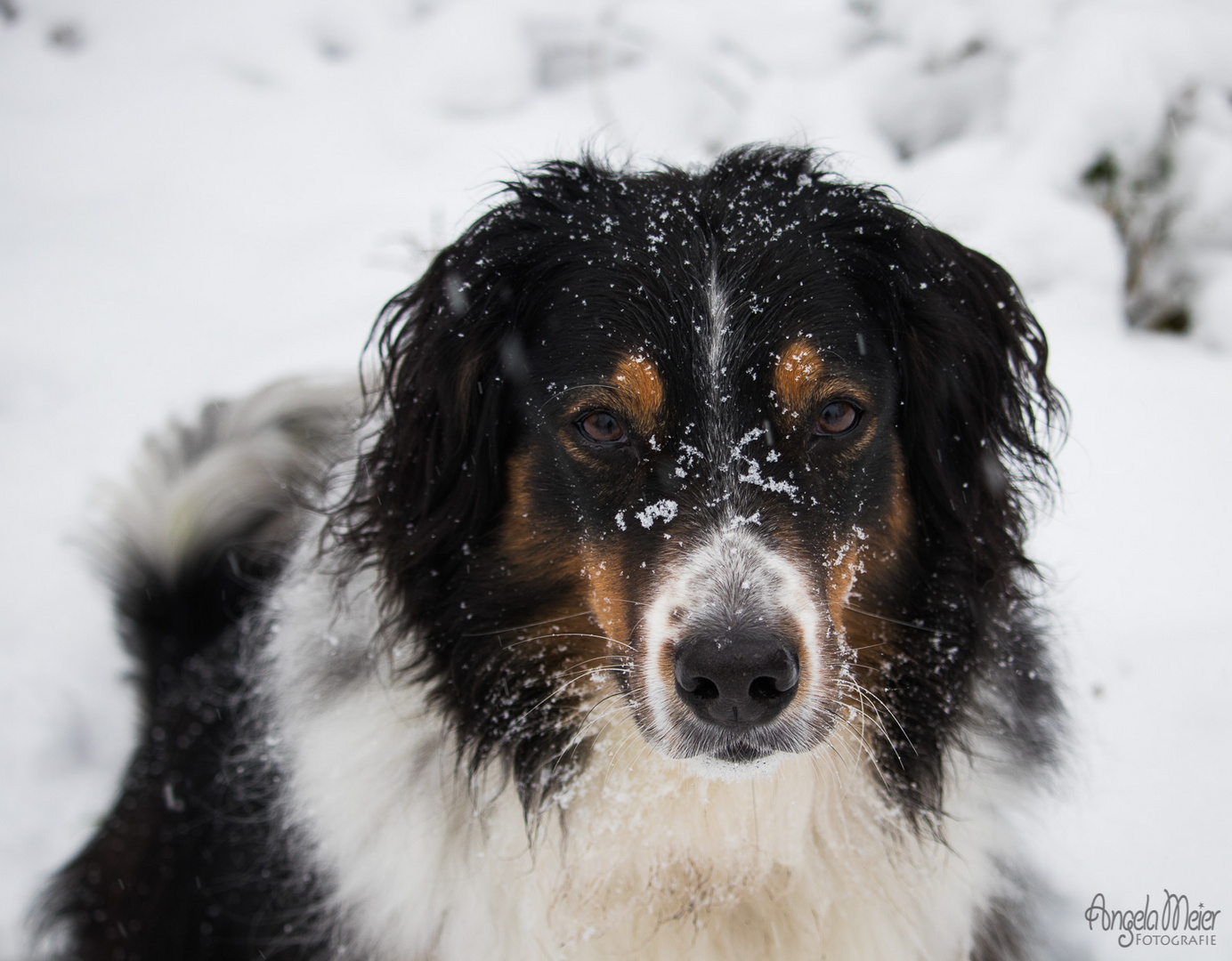 Aussie-Schneegesicht