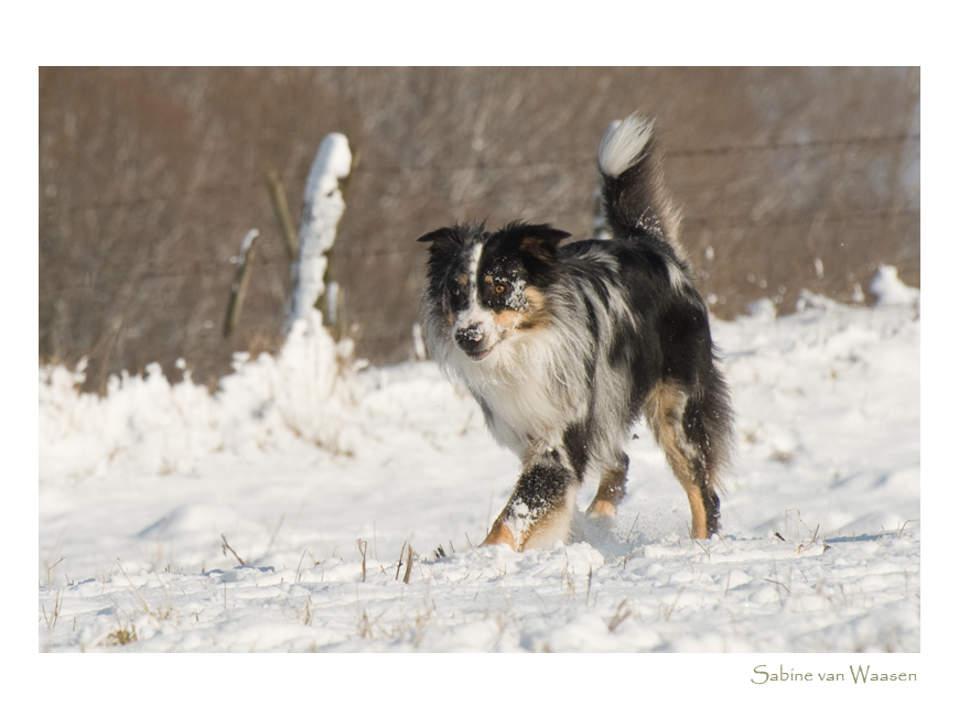 Aussie-Schneehase