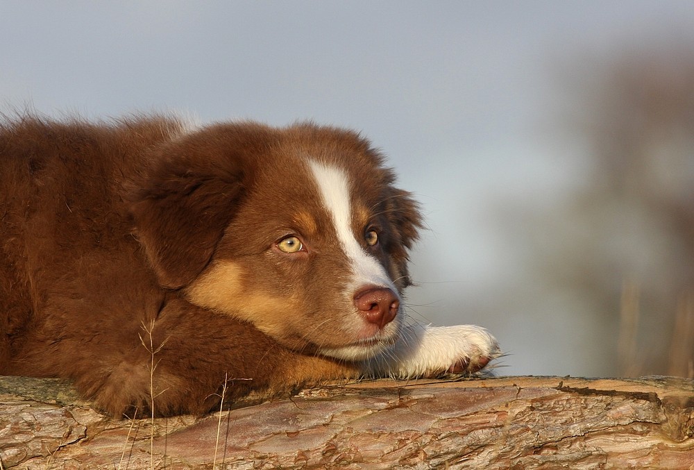 Aussie Snorre