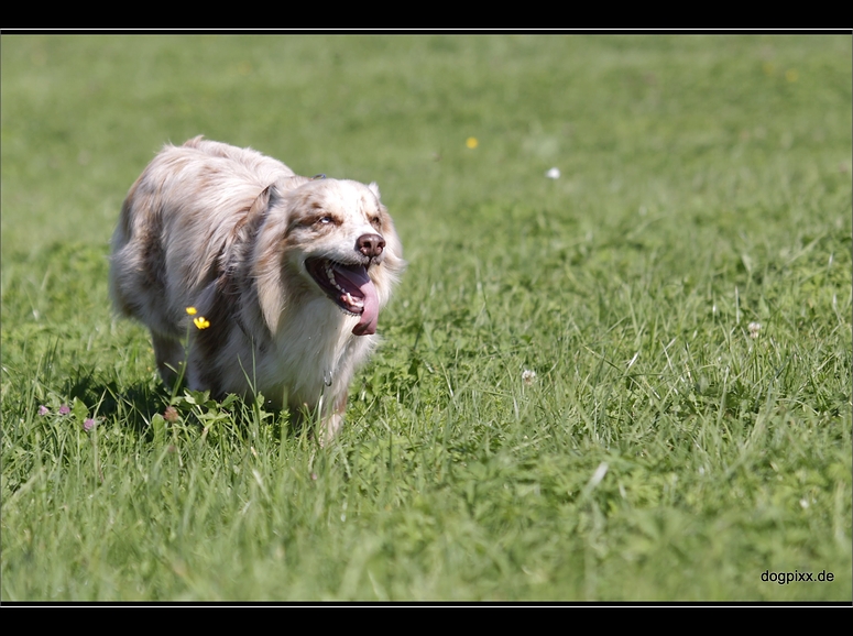 Aussie sprint