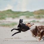 Aussie vs. Windhund