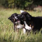 Aussie Welpen im Spielmodus