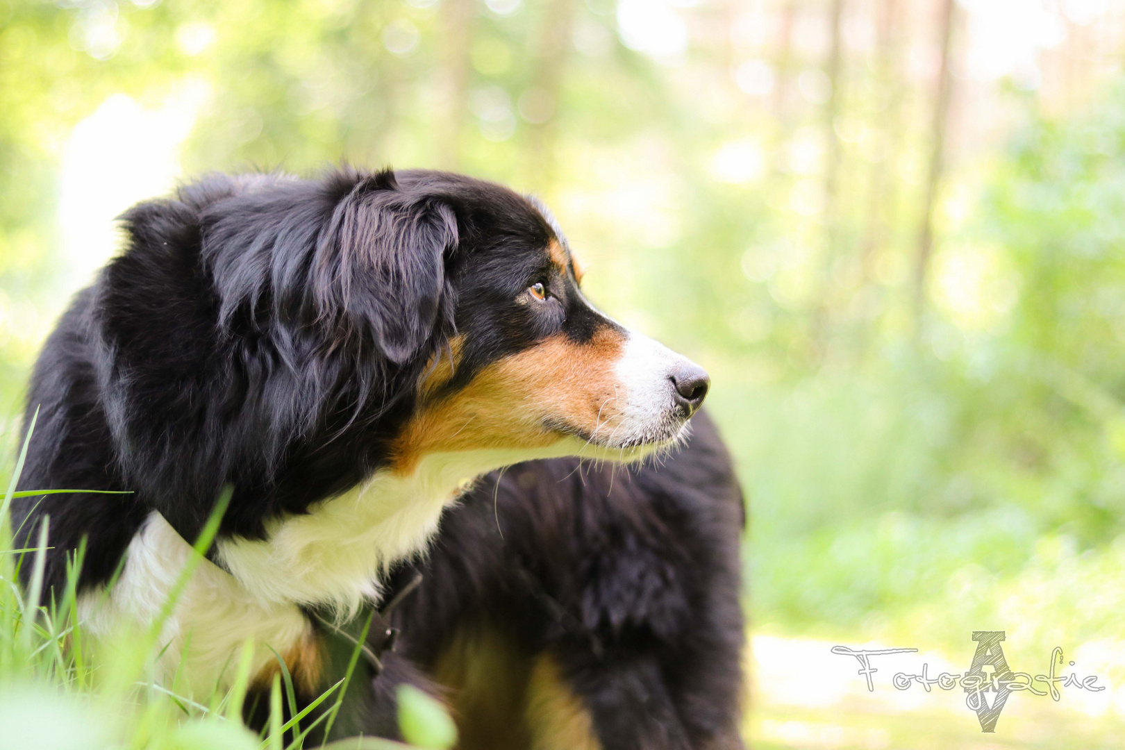 Aussie/Berner Mischling