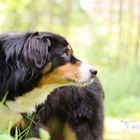 Aussie/Berner Mischling