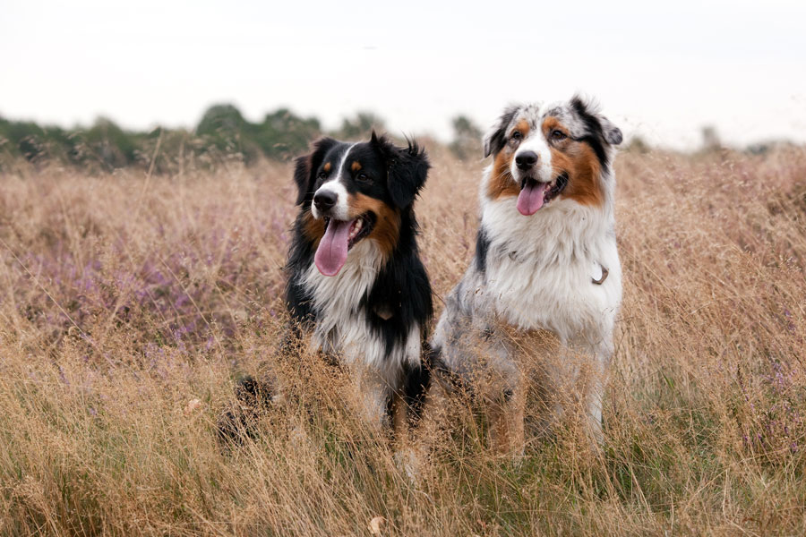 Aussies in der Heide