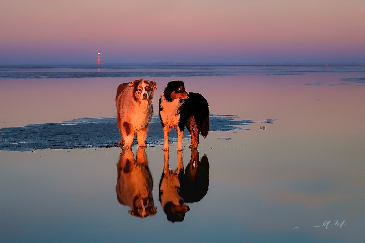 Aussies in Pastell