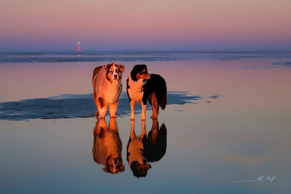 Aussies in Pastell