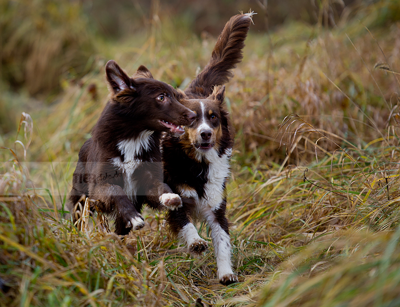 Aussies on the run