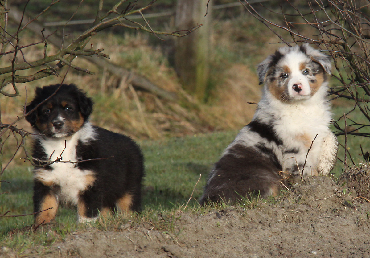 Aussiewelpen Gus und Brad