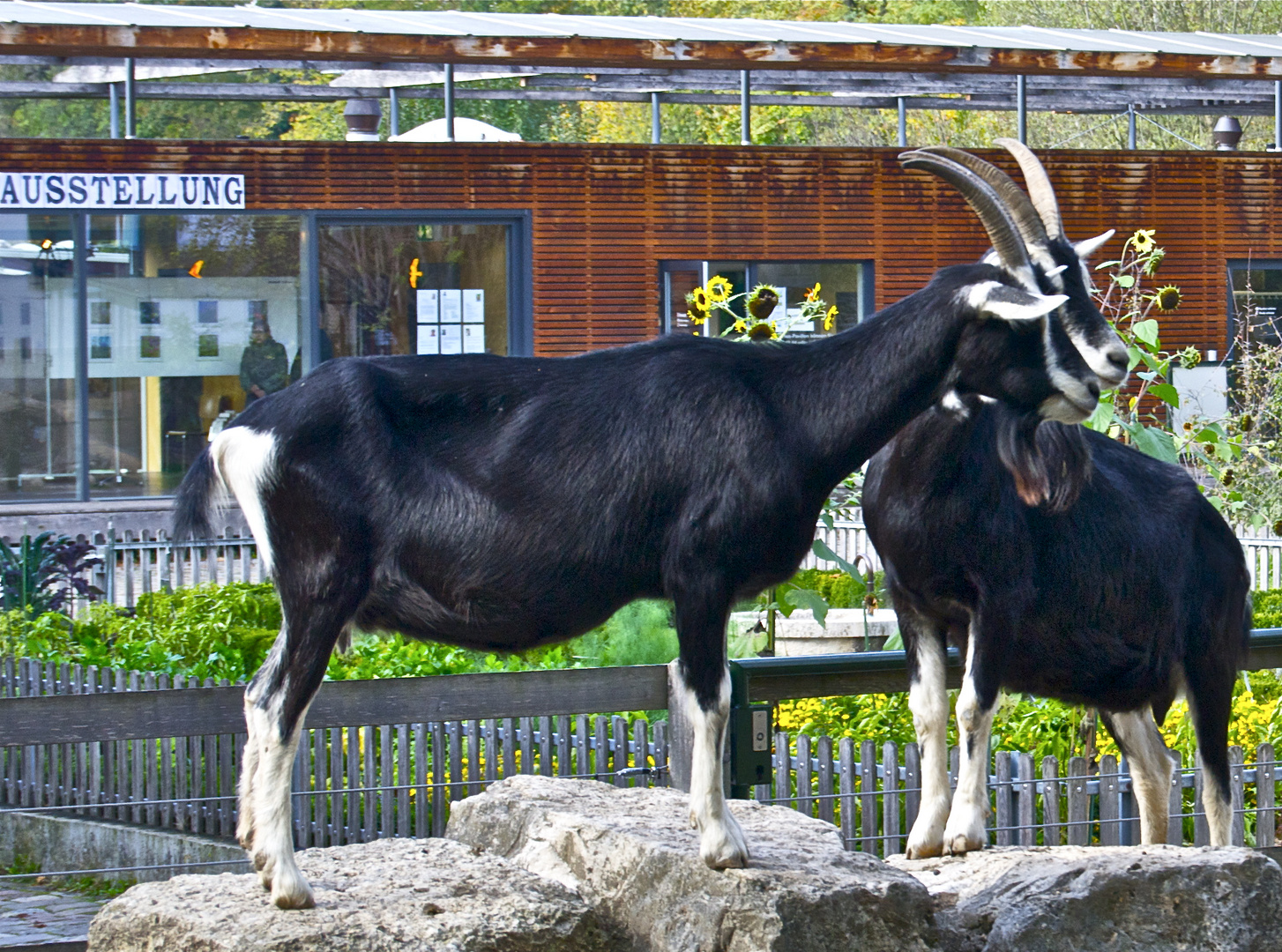 Ausstellung