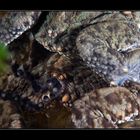 Ausstoss der Laichschnur bei Erdkröten