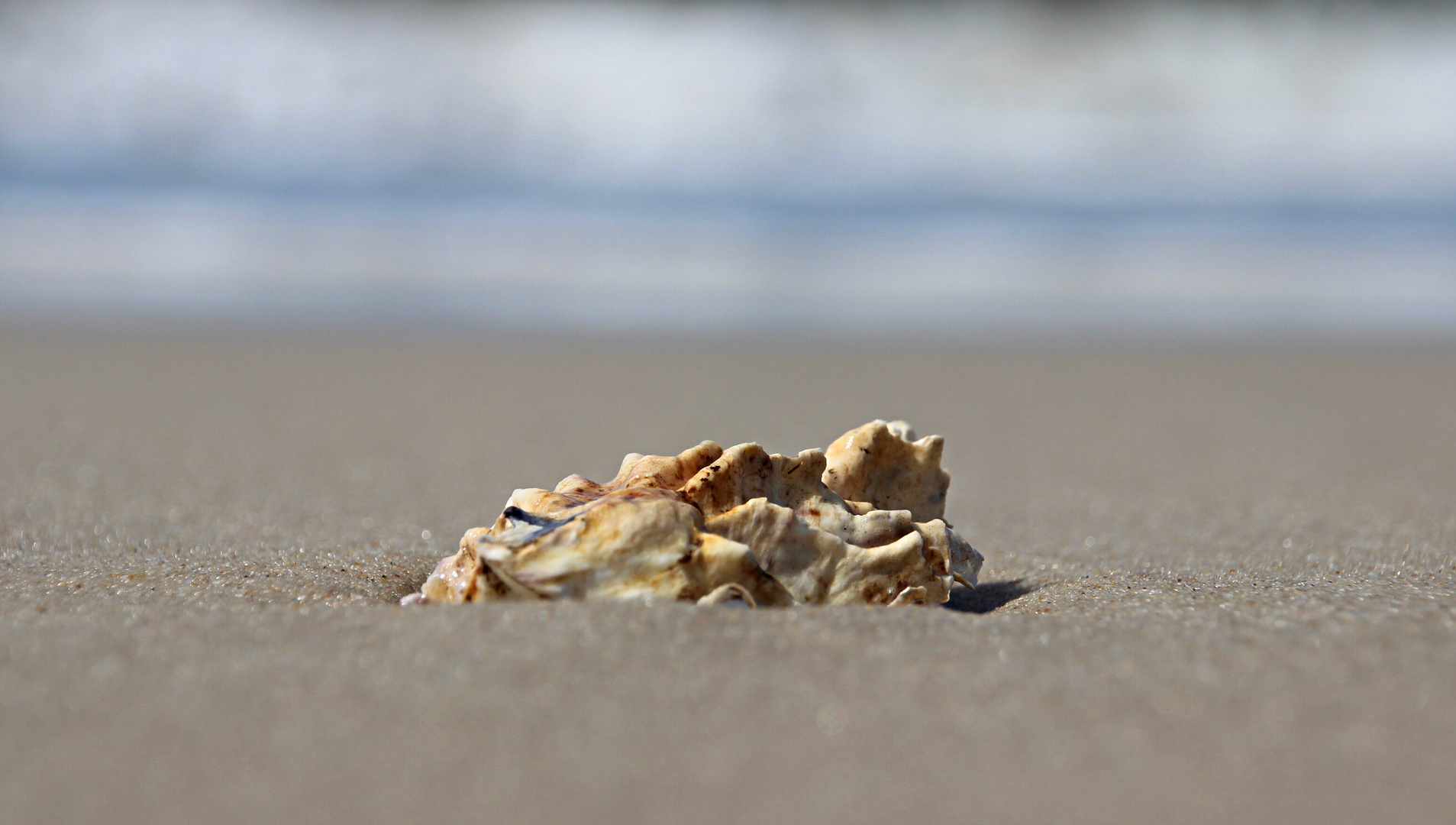 Auster am Strand von Sylt 