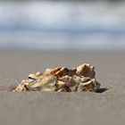 Auster am Strand von Sylt 