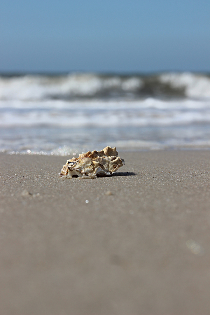 Auster am Strand von Westerland 