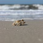 Auster am Strand von Westerland 