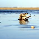 Auster am Sylter Strand