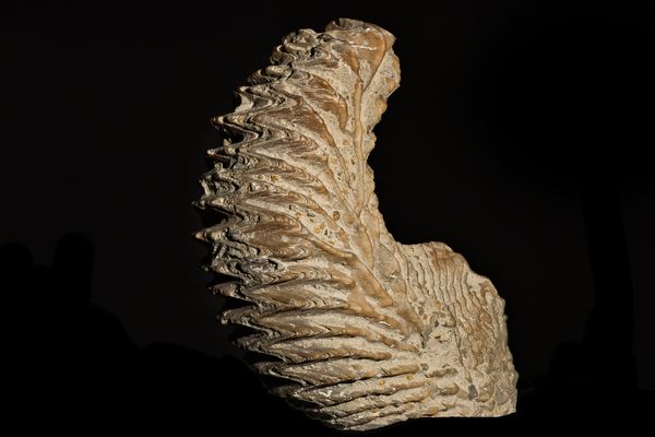 Auster - ca. 180 Mio. Jahre alt (normale Beleuchtung)