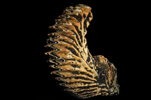 Auster - ca. 180 Mio. Jahre alt (unter UV-Licht)